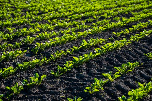 Rows of young sprouts of sugar beet in the phase of four leaves against the background of the rape field. Agriculture