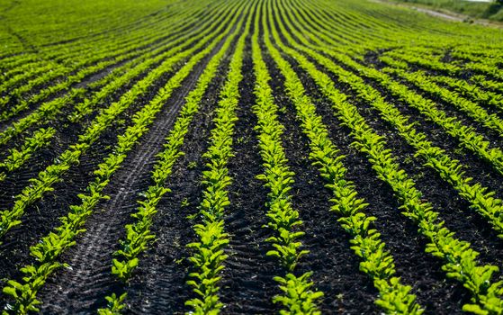 Red beet or sugar beet growing in soil. Fresh green leaves of beetroot. Row of green young beet leaves growth in organic farm. Close-up agricultural beet plantation