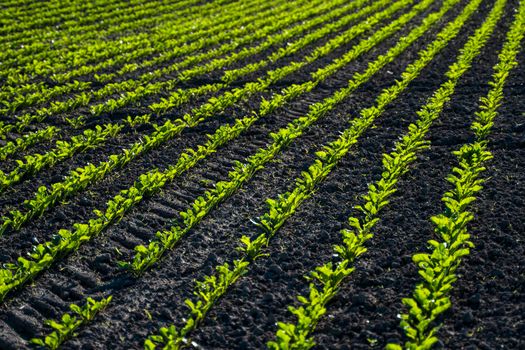 Red beet or sugar beet growing in soil. Fresh green leaves of beetroot. Row of green young beet leaves growth in organic farm. Close-up agricultural beet plantation