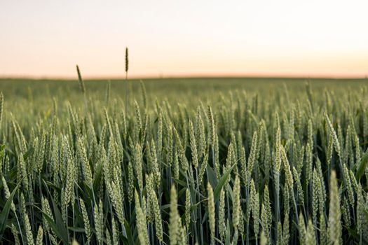 Green wheat ripens in the field on a sunny summer day. Green unripe cereals. The concept of agriculture, healthy eating, organic food