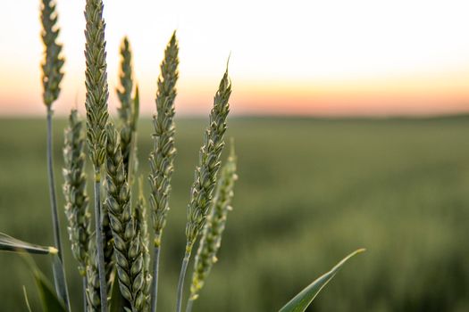 Beautiful green wheat ear growing in agricultural field, rural landscape. Green unripe cereals. The concept of agriculture, healthy eating, organic food