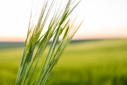 Rural scenery. Ripening ears of barley field and sunlight. Crops field. Field landscape