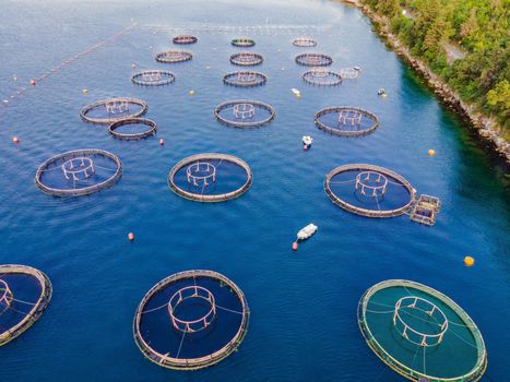 Oyster farm in the Mediterranean. Montenegro, Kotor.