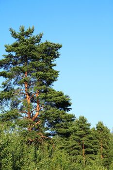 Very nice big pine tree against blue sky with free space