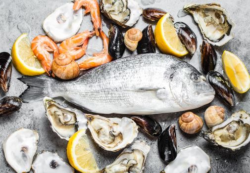 Fresh raw fish Dorado, oysters, shrimps, clams, mussels, shells with lemon on grey stone rustic background, top view, close-up. Assortment of fish and seafood, diet, healthy eating