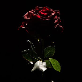 Blooming red rose bud on black background, use as wallpaper or background