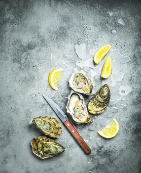 Fresh oysters on ice, knife, lemon wedges. Rustic stone background. Opened fresh raw oysters. Top view. Copy space. Oyster bar. Seafood. Oysters concept. Party food. Space for text. From above