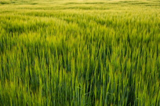 Green barley field in spring. Barley field against the blue sky