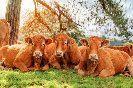 Closeup of tree cows lying on the green grass and looking at camera