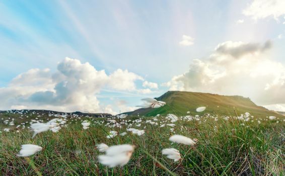 a cotton grass flower in sunlight in Peak District