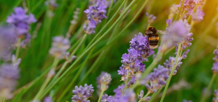 closeup of bumblebee on lavender flower on sunny summer day Summer flowers. Summertime High quality phot