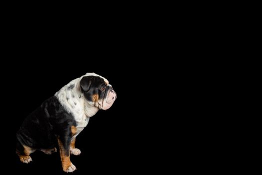 Black tri-color english british bulldog sitting on black background Space for text high-quality photos for calendar and cards