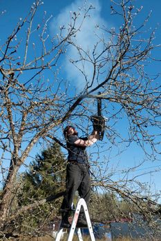 A man prunes or saws an apple tree with a chainsaw. a farmer cuts down the dry branches of apple trees on the stairs against the background of the blue sky