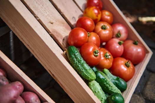 Cropped view of freshly picked organic tomatoes and cucumber, cultivated in an organic eco farm. Vegetable still life. Agricultural products. Vegetarian food. Agricultural business. Plant growing.