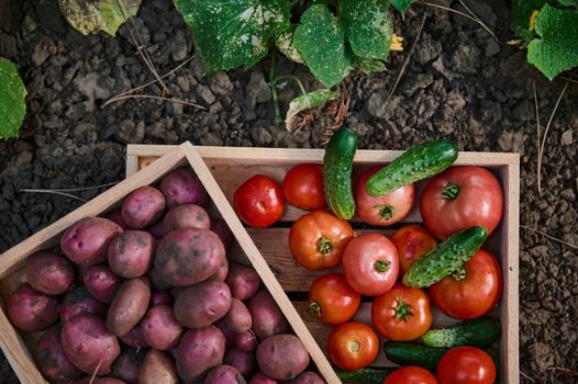 Top view of a wooden crate with ripe organic tomatoes and cucumbers, a crate with freshly dug potatoes, in an agricultural field near a flowering cucumber plant. Copy space. Agriculture. Eco farming