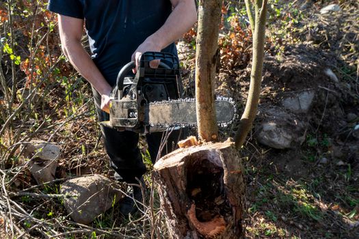 Man pruning and sawing apple tree using chainsaw. farmer sowing the dry branches of apple trees