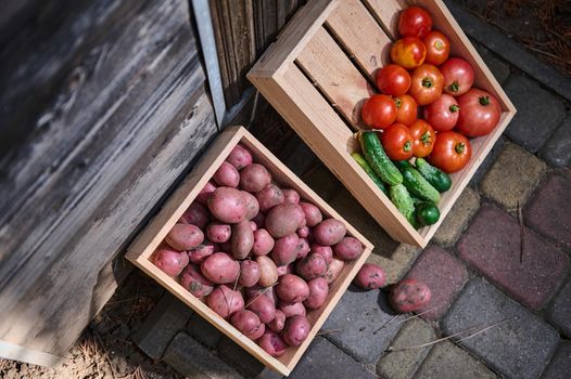 Agriculture. Agribusiness. Gardening. Eco farming. View from above of a crop of homegrown organic vegetables harvested in eco farmhouse, for sale at farmers markets. Copy space for advertising text