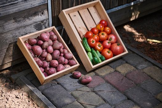 Harvested crop of organic vegetables cultivated in an eco farm: cucumbers, ripe juicy tomatoes and pink potatoes in wooden box, for sale at farmers markets. Agricultural hobby and business, farming