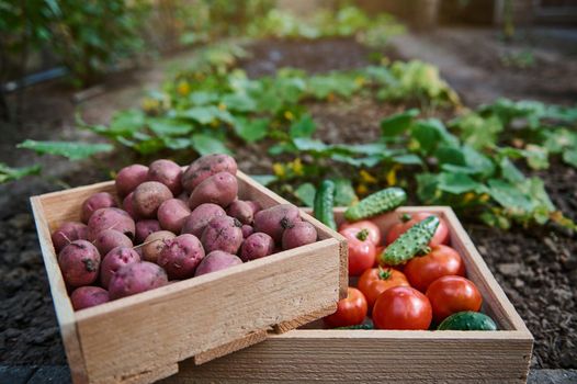 Focus on stacked wooden crates with harvested organic vegetables on eco farm - cucumber, ripe and juicy tomatoes, freshly dug pink potato tuber on agricultural field. Growing and harvesting