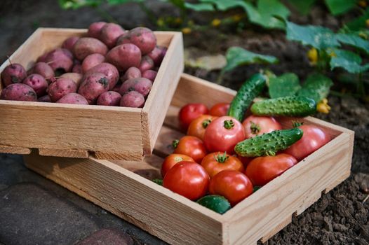 Close-up of wooden crates with harvested organic vegetables, grown in an eco farm. Still life, close-up. Ripe juicy tomatoes, cucumbers and pink potatoes cultivated in ecological garden. Agribusiness