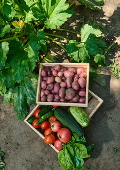 Top view of stacked wooden crates wit a fresh harvest of organic seasonal homegrown organic vegetables: cucumbers, tomatoes, zucchini, pink potatoes near a fertile eggplant buch, in the country house