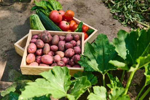 Overhead view of a wooden crate with freshly dug pink potatoes, stacked on a box with harvested crop of organic ripe tomatoes, cucumbers, zucchini and swiss chard leaves in an eco agricultural field.