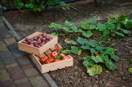 Still life. Wooden boxes with fresh harvest of organic homegrown vegetables, near growing flowering cucumber bushes on agricultural field, in the country house backyard. Vegetarian food. Eco farming