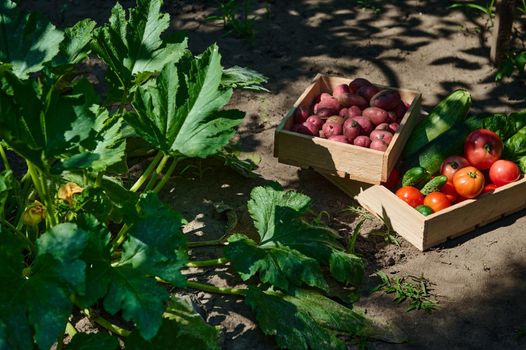 Sunlight fall on agricultural field, with focus on wooden boxes with harvested crop of organic vegetables, tomatoes, cucumbers, potatoes, zucchini and chard leaves, in the garden next to fertile bush