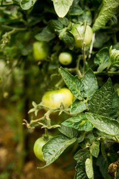 Tomatoes are hanging on a branch in the greenhouse. The concept of gardening and life in the country.