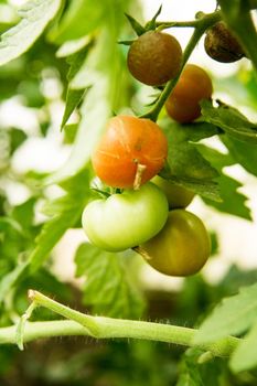 Tomatoes are hanging on a branch in the greenhouse. The concept of gardening and life in the country.