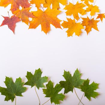 Top view of maple leaves on a white background. Empty space for text. Yellow foliage on a green background. The concept of the changing seasons