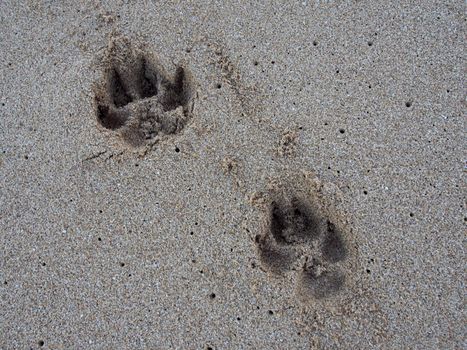 Two Large Dog Paw Print in the Sand