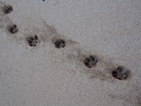 Line of large Dog Paw Print in the Sand