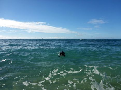 Black Dog Swims in ocean towards the shore on Oahu, Hawaii.
