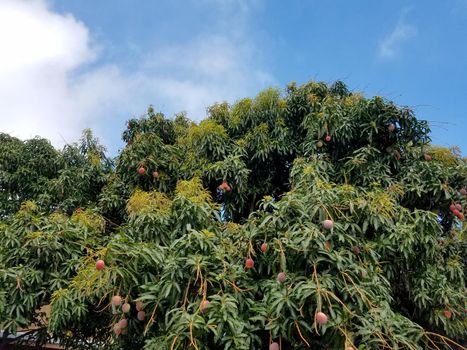 Sun kissed Hayden Mangos and common chinese mangos of different sizes hang from tree full of green leafs against a blue sky on Oahu, Hawaii.