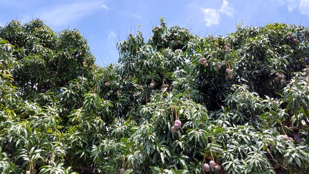 Sun kissed Hayden Mangos and common chinese mangos of different sizes hang from tree full of green leafs against a blue sky on Oahu, Hawaii.