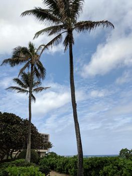 Tall Coconut trees along path on the North Shore of Oahu, Hawaii.