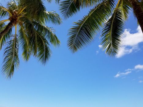 Coconut Tree Palms and Blue Sky with a couple of clouds in Waikiki, Hawaii.