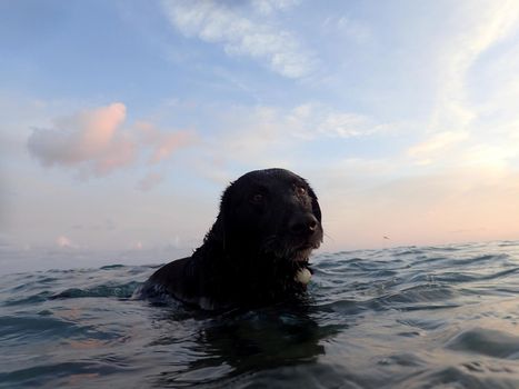 Black Flat Haired Retriever Dog resting in the Waikiki ocean at dusk after a swim on Oahu, Hawaii.