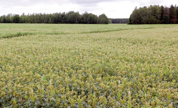 Grow on a green field, young plants of oats, Lupin, peas.