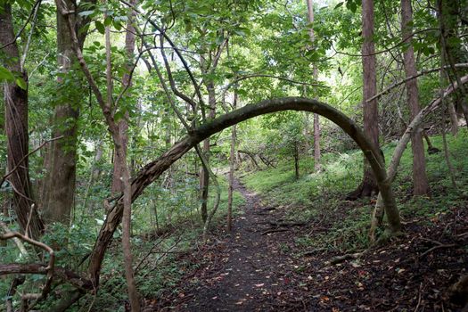 Tree bends over path leading upwards in on 'Ualaka'a Trail in tantalus forest on Oahu, Hawaii.