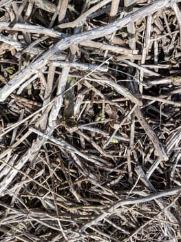 Large Pile of Dry Wooden Sticks Branch's great for background and patterns.