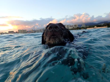 Black Flat Haired Retriever Dog swims in the Waikiki ocean at sunset on Oahu, Hawaii.