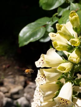 Bees pollinating a beautiful yellow colored cone shaped flower in San Francisco.
