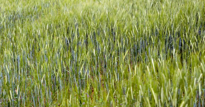 green and young barley field at sunset, ears of winter barley close-up.