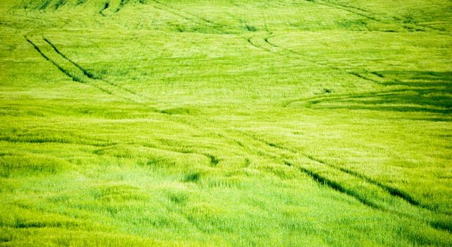 green and young barley field during sunset.