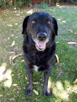 Black retriever Dog sits in grass with leafs on ground on Oahu, Hawaii.