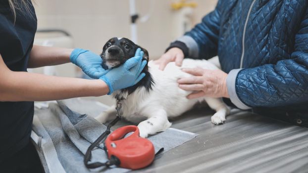 Shy little dog at the veterinarian's appointment