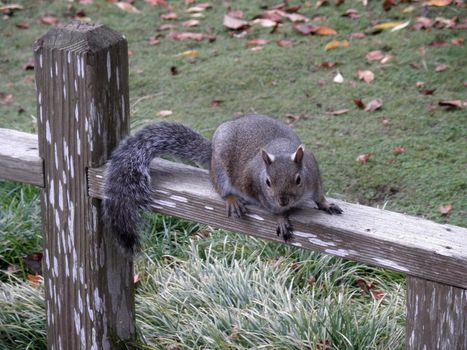 Squirrel on wooden fence with leaves on the ground in the background