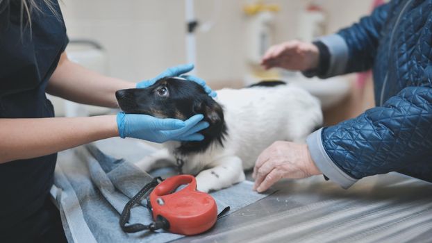 Shy little dog at the veterinarian's appointment